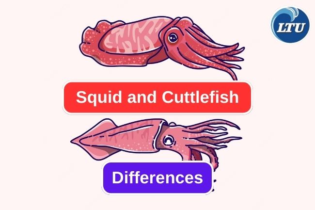 4 Main Differences Between Squid and Cuttlefish